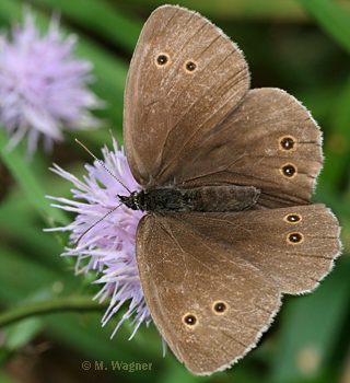 brauner waldvogel