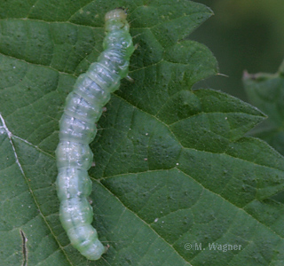 brennesselzünsler raupe