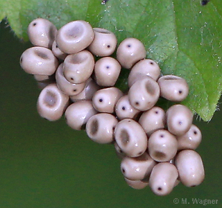 Brombeerspinner Eigelege