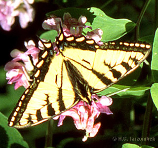 Papilio canadensis