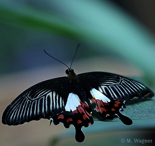 Common-Mormon-Weibchen