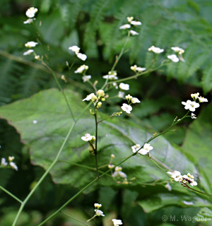 Crambe sventenii