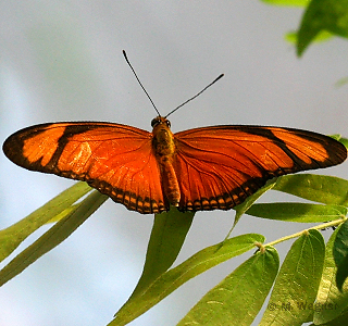 Dryas julia