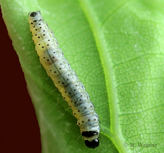 Eichenwickler-Raupe-dorsal