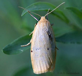 Elfenbein-Flechtenbärchen