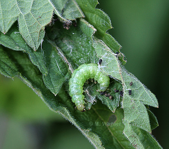 gamma-eule raupe