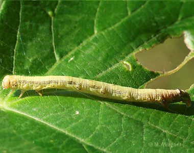 Graugelber-Breitflügelspanner-ventral