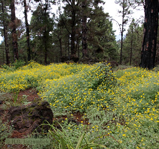 Habitat des Kanarischen Bläulings