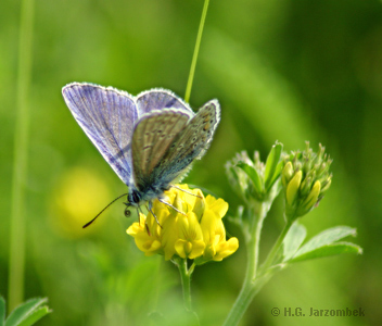 hauhechel-bläuling männchen auf hornklee