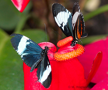 eliconius-cydno-galanthus