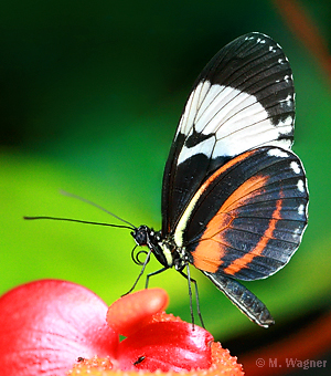 Heliconius-cydno-galanthus_lateral