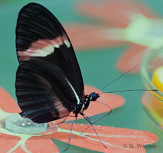 Heliconius melpomene