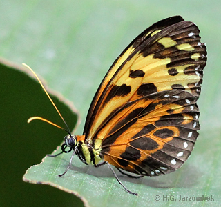 Heliconius numata silvana