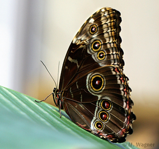 morpho peleides