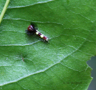 Kleine Raupe von Morpho Peleides