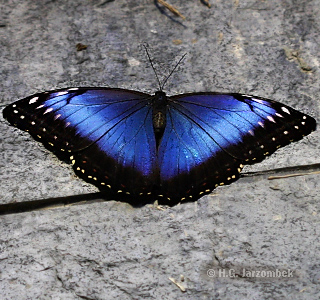 Blauer Morphofalter