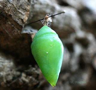 Puppe von Morpho Peleides