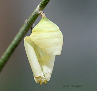 Puppenhülle von Morpho Peleides