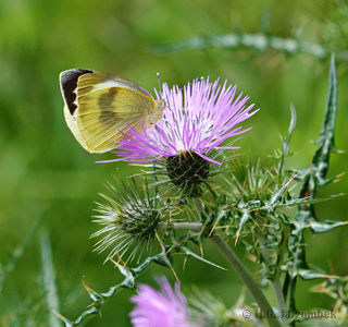 Kanaren-Weissling_Carduus-baeocephalus