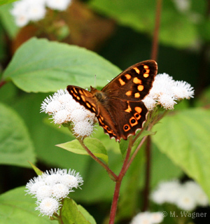 Kanarisches-Waldbrettspiel_Ageratina-adenophora