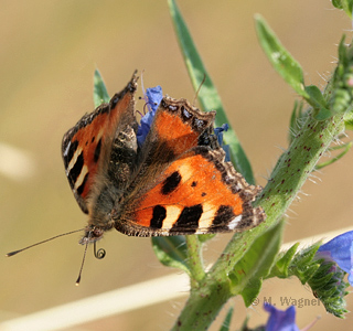 kleiner fuchs an blauer natternzunge