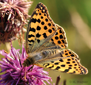 Kleiner-Perlmutterfalter an Flockenblume