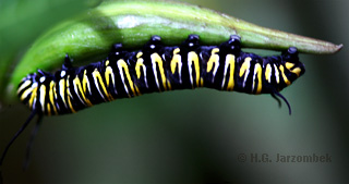 monarch raupe