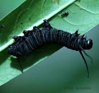 frühes raupenstadium