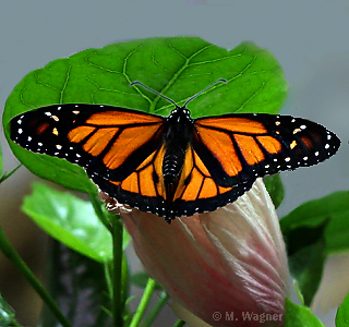 Monarch-an-Hibiscus