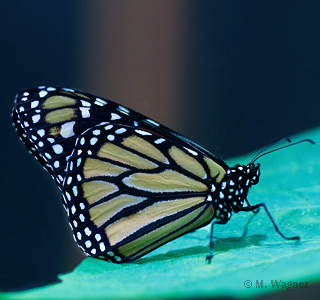 Monarch-auf-Seidenpflanzenblatt