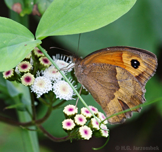 Ochsenauge_Ageratina-adenophora