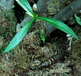 Puppe des Oleanderschwärmers