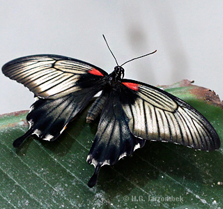 Papilio-memnon