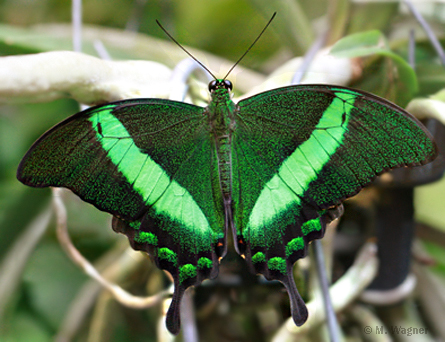 Papilio-palinurus
