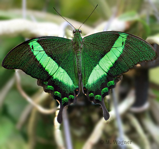 Papilio palinurus