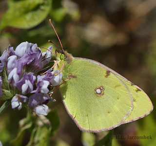 postillion an luzerne