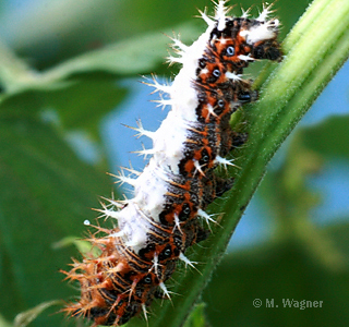 raupe des c-falters