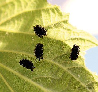 landkaertchen raupe ventral