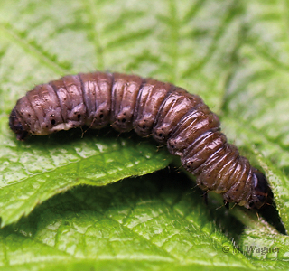 Satellit-Wintereule Raupe kriecht unter das Blatt