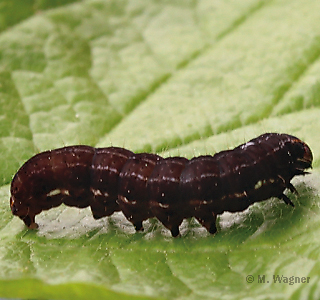 Satellit-Wintereule Raupe