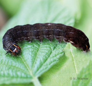 Satellit-Wintereule Raupe ventral