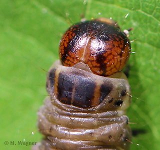 Satellit-Wintereule Raupenkopf