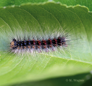 Schwammspinner-Raupe