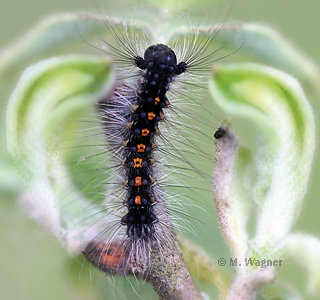 Schwammspinner-Raupe halberwachsen