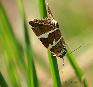 silberstricheulchen im gras