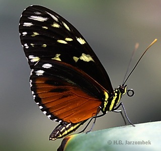  Tiger-Passionsblumenfalter