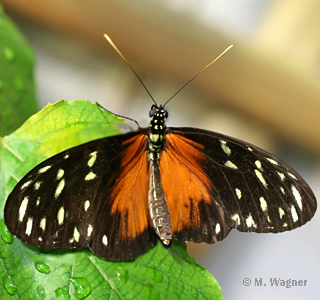 Tiger-Passionsblumenfalter