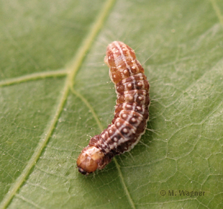 Tortricodes-alternella-raupe