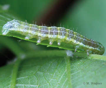 Raupe von Cosmia trapezina