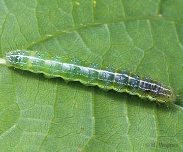 Trapezeule_Raupe